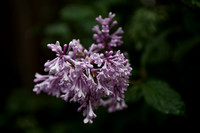 Lilacs_2722_2011-06-24